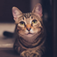 Pet Camera: Great Pet Photos icon