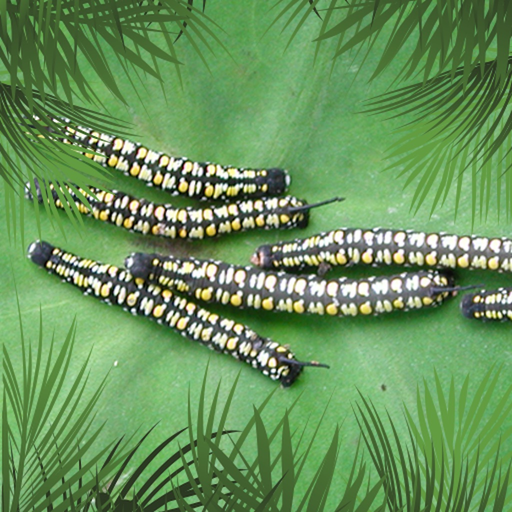 Pacific Pests Pathogens Weeds app icon