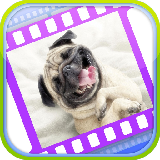 Funny Dog Videos - Funniest Moments app icon