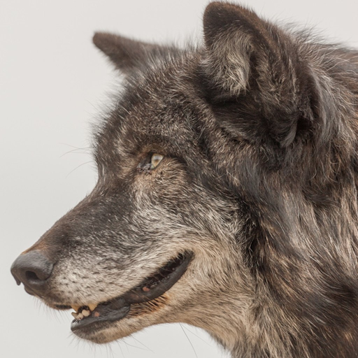 WolfApp app icon