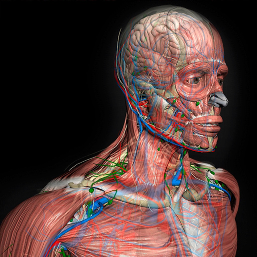 3D Human Anatomy Introduction app icon