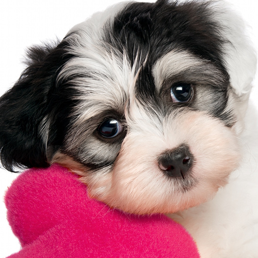 Cute Puppy Jigsaw Puzzle Games app icon