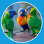Chatcees Messenger icon