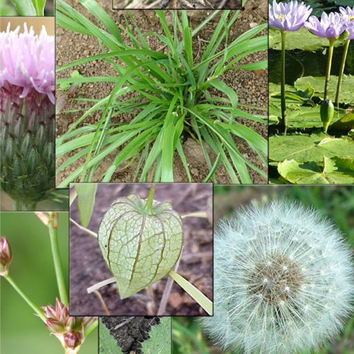 Weeds of South East QLD app icon