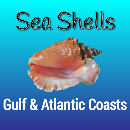 Gulf and Atlantic Sea Shells app icon