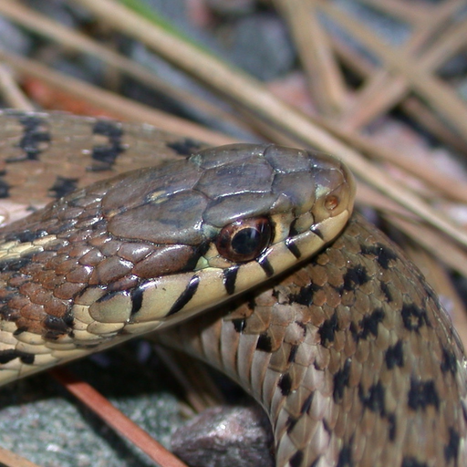 Snakes of North Carolina app icon