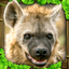 Hyena Simulator icon