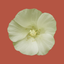 Rare Plants of the Pilbara icon