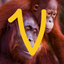 Virry game: Learn wild animals icon