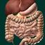 ORGANS 3D (ANATOMY) icon