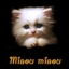 Miaou Miaou: Animal Discovery icon
