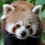 Memory Games with Nuremberg ZOO FREE for preschool children, schoolchildren and adults icon