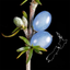 NZ Coprosma Key icon