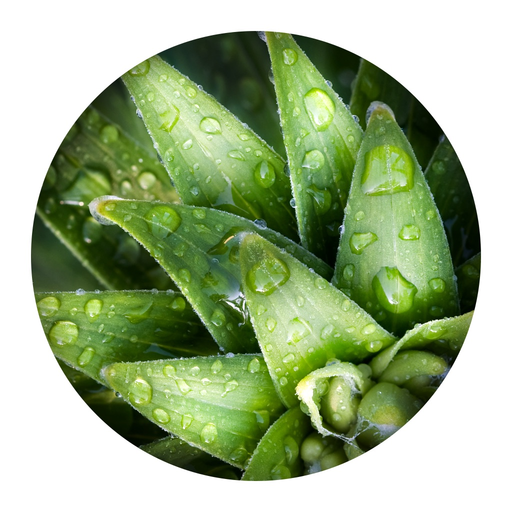 Wallpaper of the Day app icon