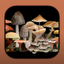 FunKey: Agarics of Australia icon