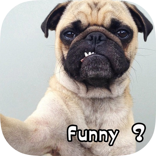 Funny Dog Pictures and Wallpaper app icon