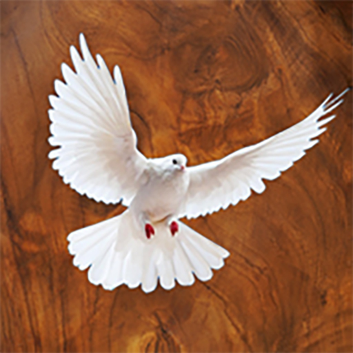 Payra app icon