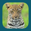 Animals of Kruger icon