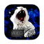 Celling Video icon