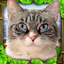 Stray Cat Simulator icon