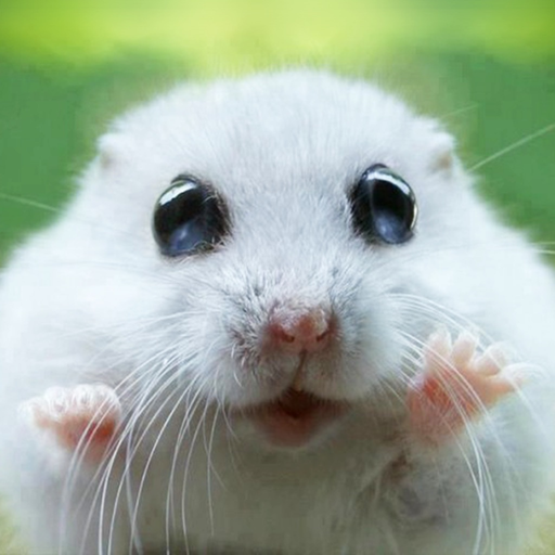 Cute Animal Pics Watch App - Fun pictures for children, young kids, and adults app icon