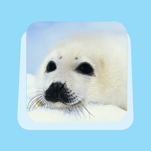 Where does Pebbles live? app icon